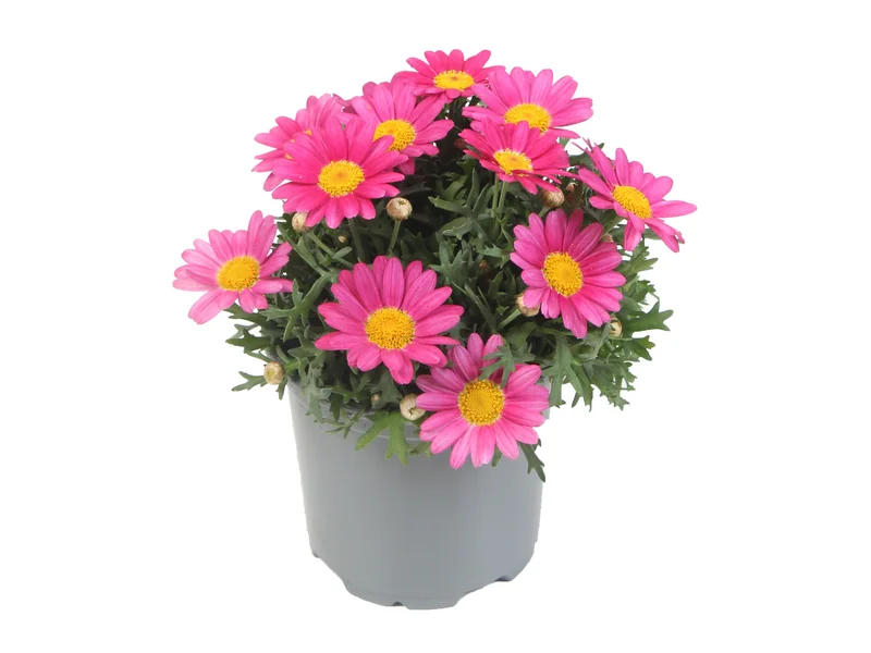 Simba Dark Pink — Simba® Argyranthemum