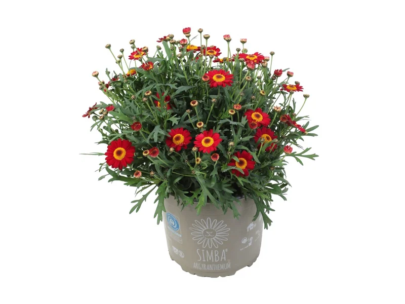 Simba Dark Red — Simba® Argyranthemum