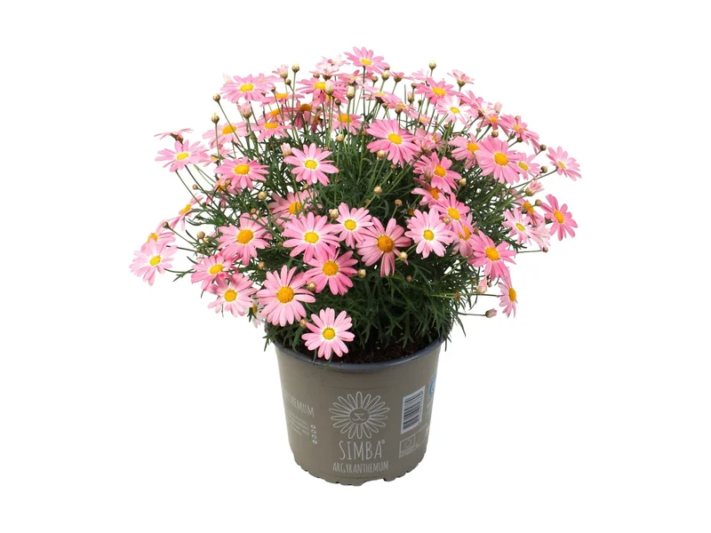 Simba Peachy Pink — Simba® Argyranthemum
