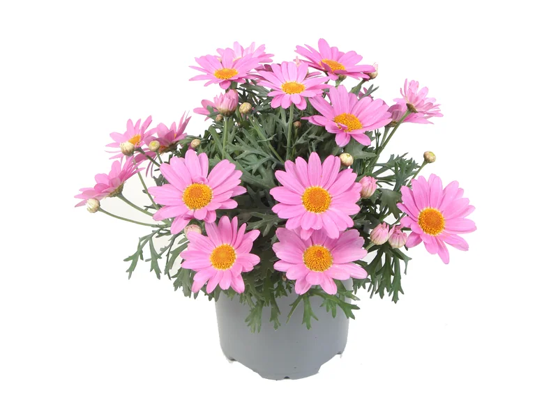 Simba Pink — Simba® Argyranthemum