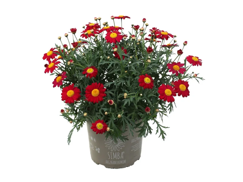 Simba Scarlet Red — Simba® Argyranthemum
