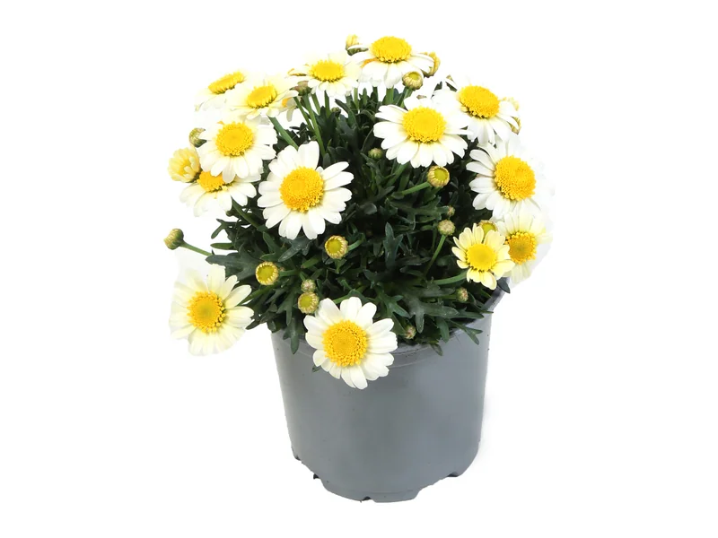 Simba Semi Double Lemon — Simba® Argyranthemum