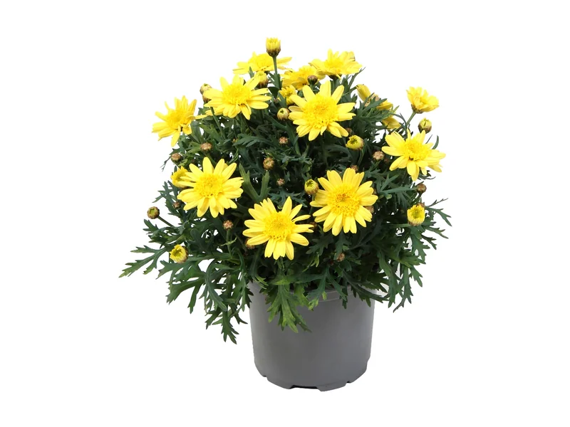 Simba Semi Double Yellow — Simba® Argyranthemum