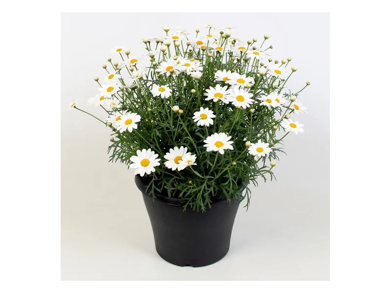 Simba White — Simba® Argyranthemum