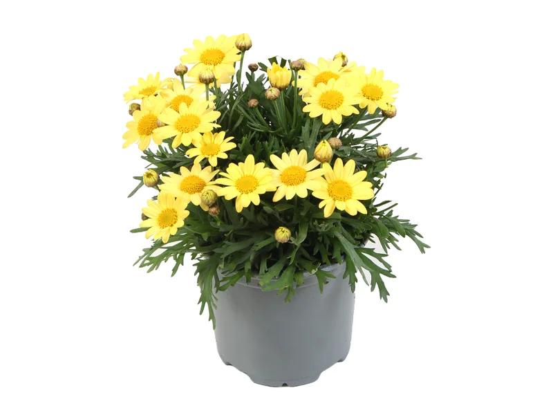 Simba Yellow — Simba® Argyranthemum